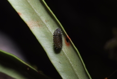 Micropterigidae