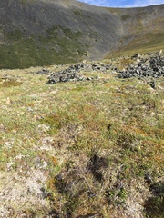 Masonhalea richardsonii