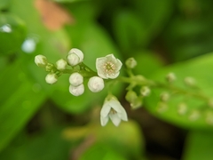 Lysimachia fortunei