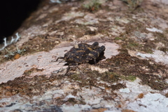 Hyperyboella orphania