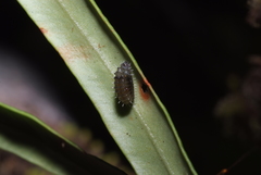 Micropterigidae