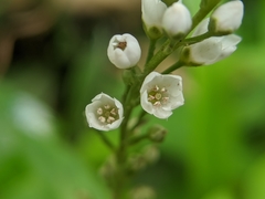 Lysimachia fortunei