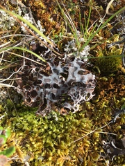 Masonhalea richardsonii