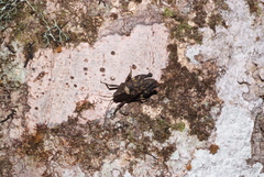 Hyperyboella orphania