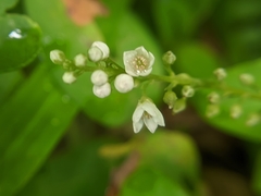 Lysimachia fortunei