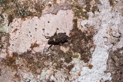 Hyperyboella orphania