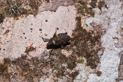 Hyperyboella orphania