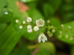 Lysimachia fortunei