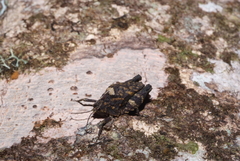 Hyperyboella orphania