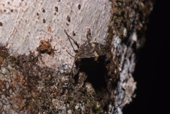 Hyperyboella orphania