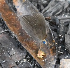 Faunis canens arcesilas