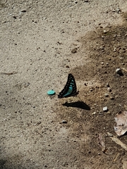 Graphium evemon eventus