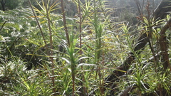 Dracophyllum sinclairii