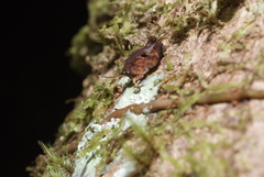 Hyperyboella orphania