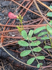 Tephrosia onobrychoides