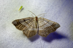 Eumacaria madopata