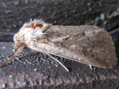 Spodoptera depravata