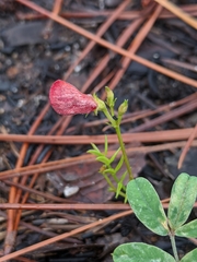 Tephrosia onobrychoides
