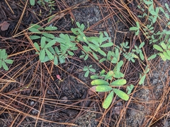 Tephrosia onobrychoides