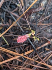 Tephrosia onobrychoides
