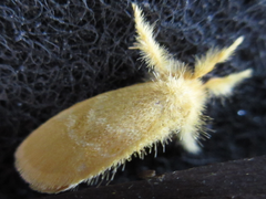 Euproctis subflava