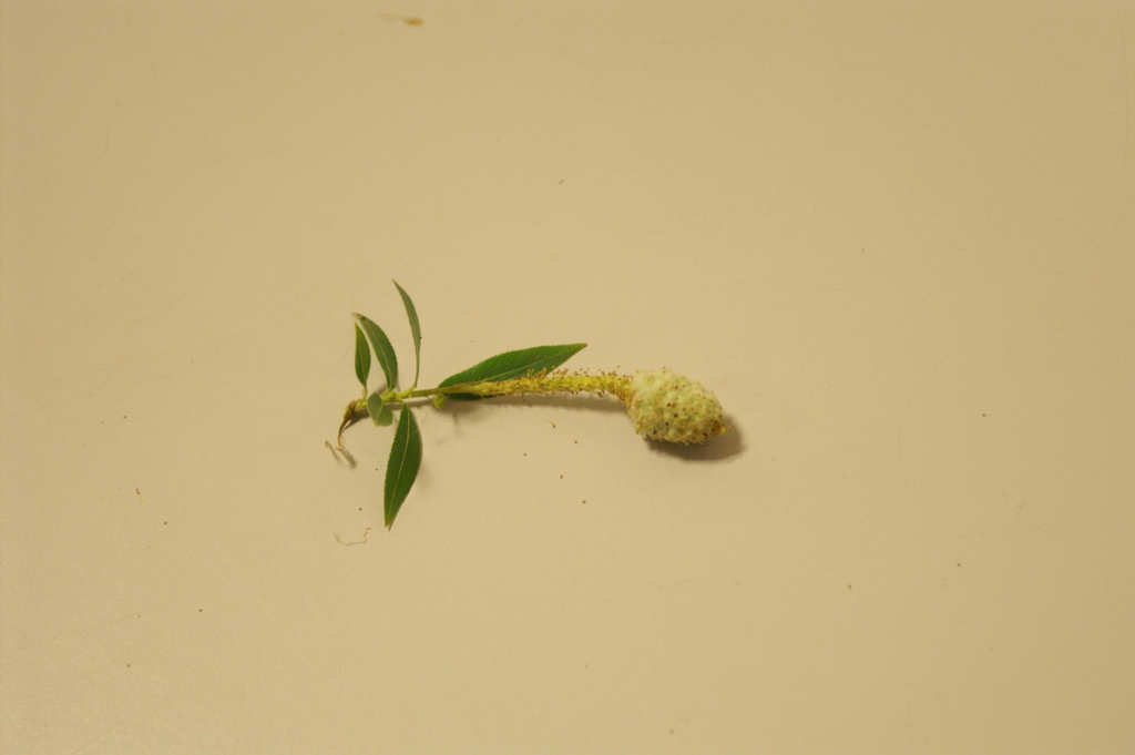 Rabdophaga heterobia