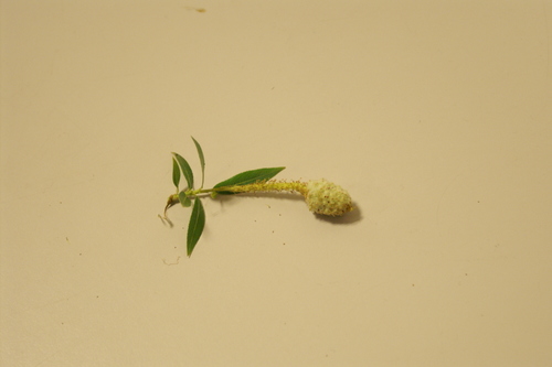 Rabdophaga heterobia