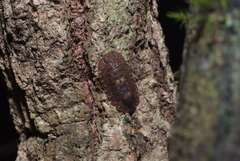 Merulana translucida