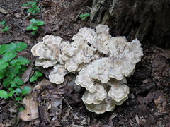 Meripilus sumstinei image