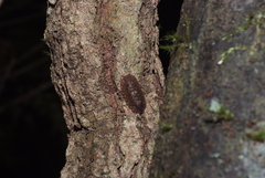 Merulana translucida