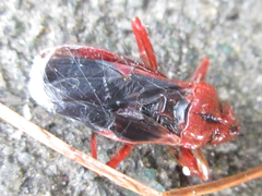 Labidocoris pectoralis