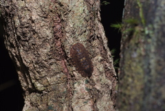 Merulana translucida