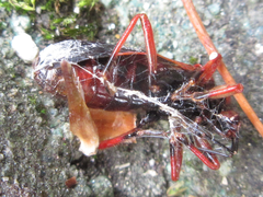 Labidocoris pectoralis