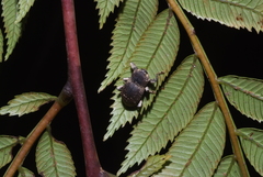 Anomocerus coquereli