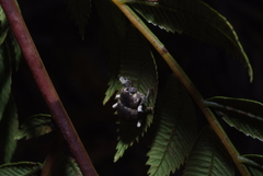 Anomocerus coquereli