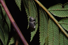 Anomocerus coquereli