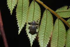 Anomocerus coquereli