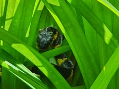 Boiga melanota