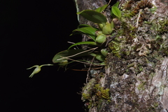 Bulbophyllum aphanopetalum