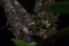 Bulbophyllum aphanopetalum