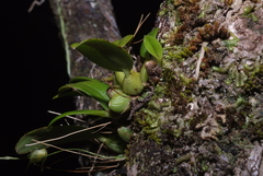 Bulbophyllum aphanopetalum