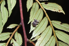 Anomocerus coquereli