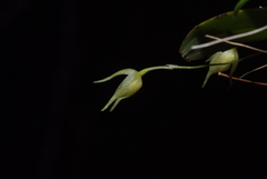 Bulbophyllum aphanopetalum