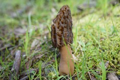 Morchella australiana