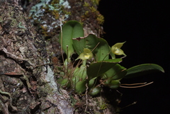 Bulbophyllum aphanopetalum