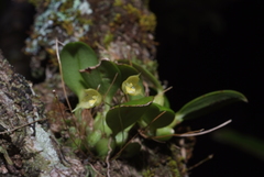 Bulbophyllum aphanopetalum