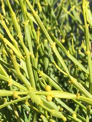 Viscum articulatum