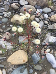 Erigeron acris kamtschaticus