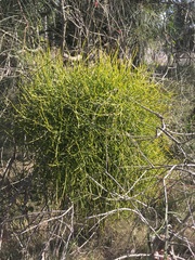 Viscum articulatum