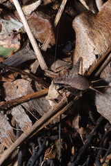 Agnotecous azurensis